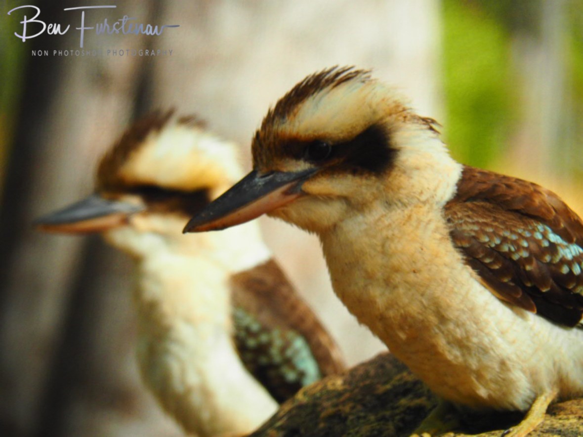 Pirates at Atherton Tablelands, Far North Queensland, Australia 