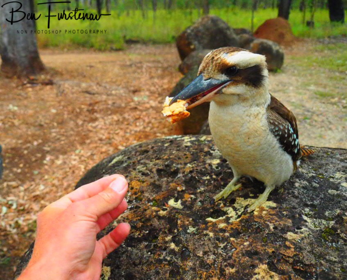 Hand fed, Atherton Tablelands, Far North Queensland, Australia 