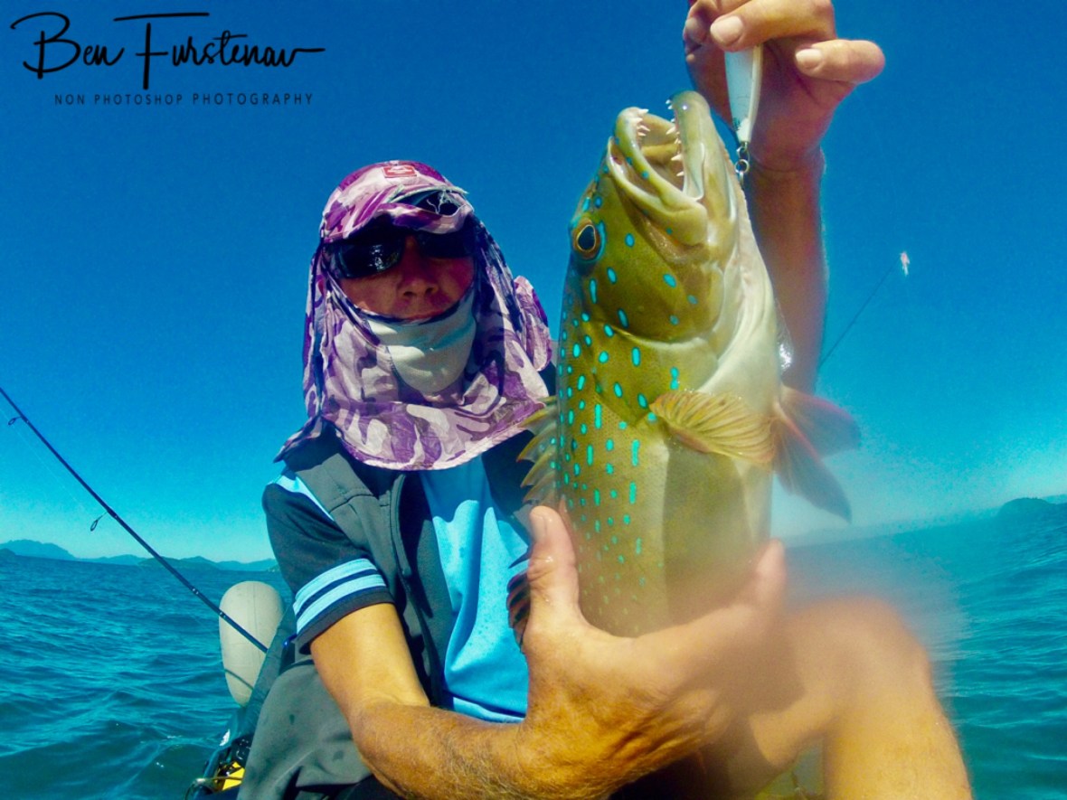 Stunning colours on this Coral Trout, Dunk Island, Mission Beach, Tropical Queensland, Australia 
