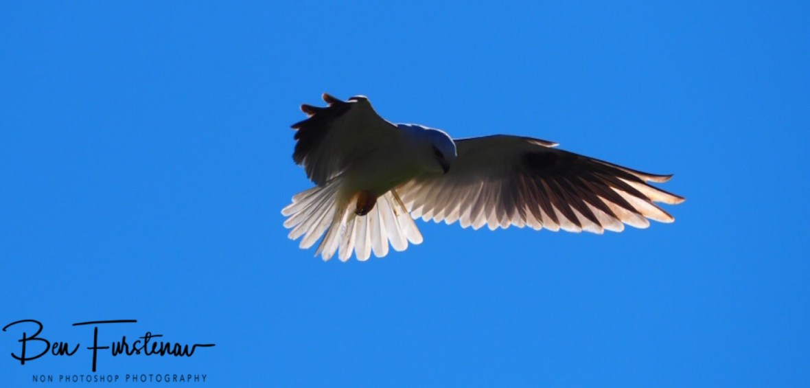Ready to go at Atherton Tablelands, Far North Queensland, Australia 