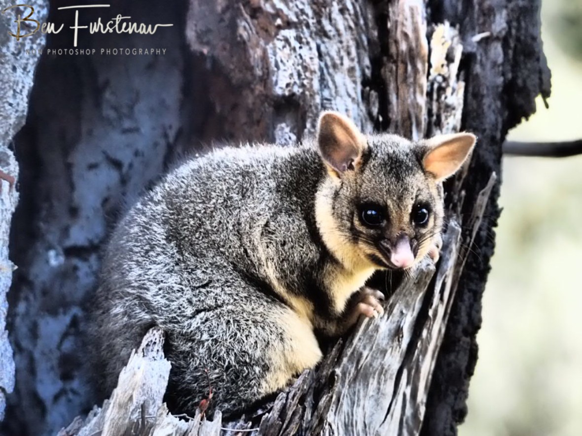 Looking a touch unsure, Atherton Tablelands, Far North Queensland, Australia 