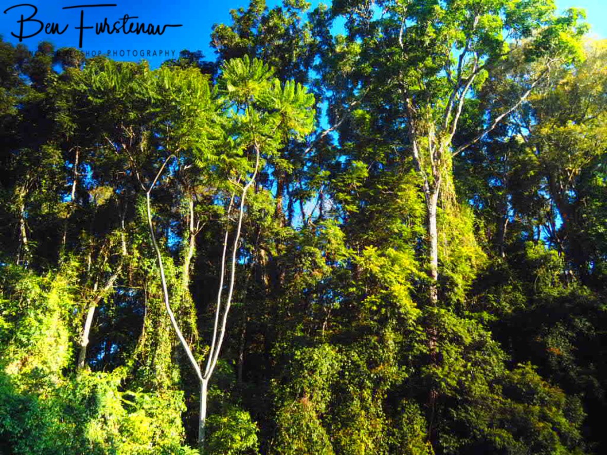 Botanical diversity at Atherton Tablelands, Far North Queensland, Australia