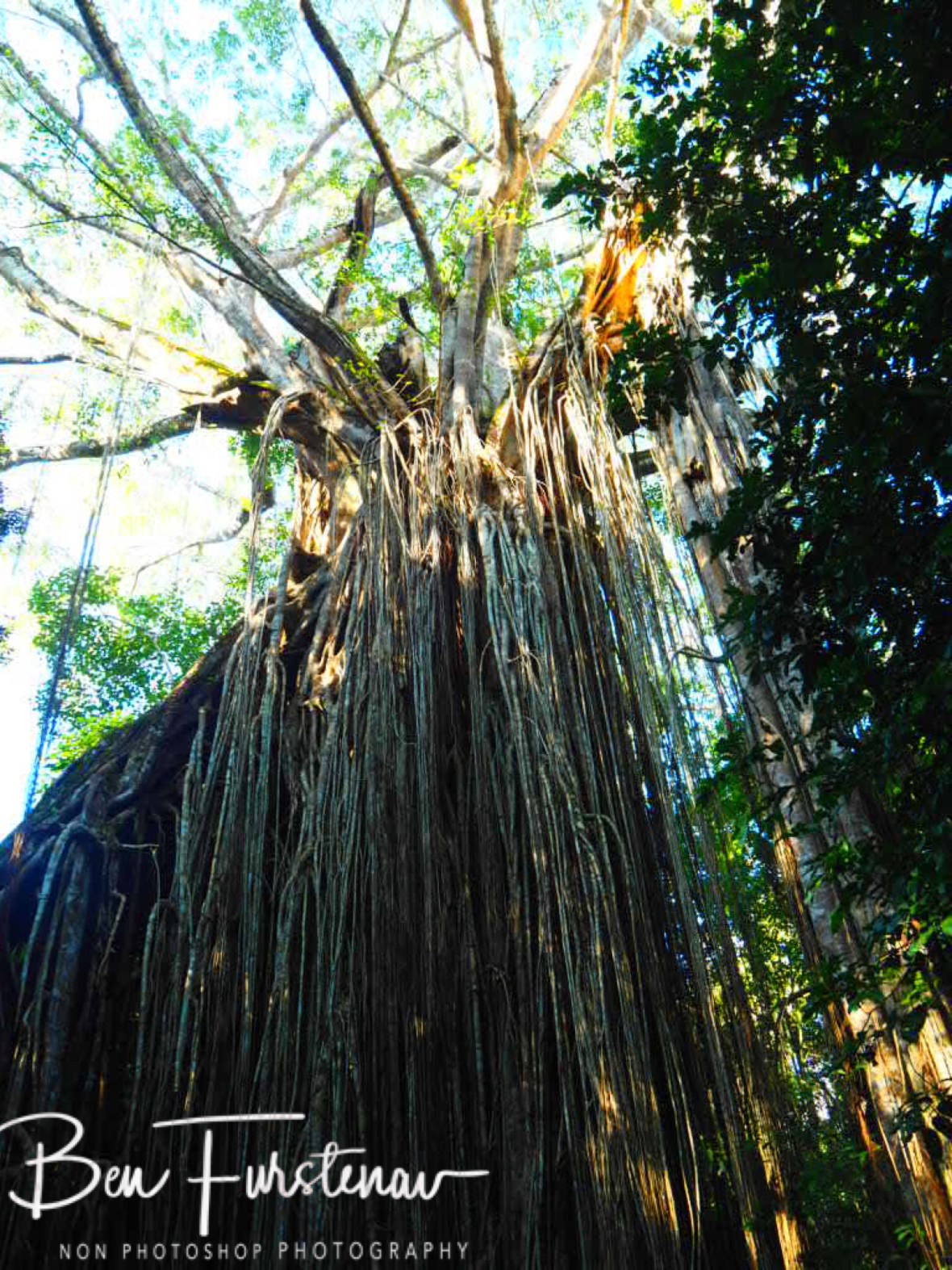 Popular by visitors at Atherton Tablelands, Far North Queensland, Australia