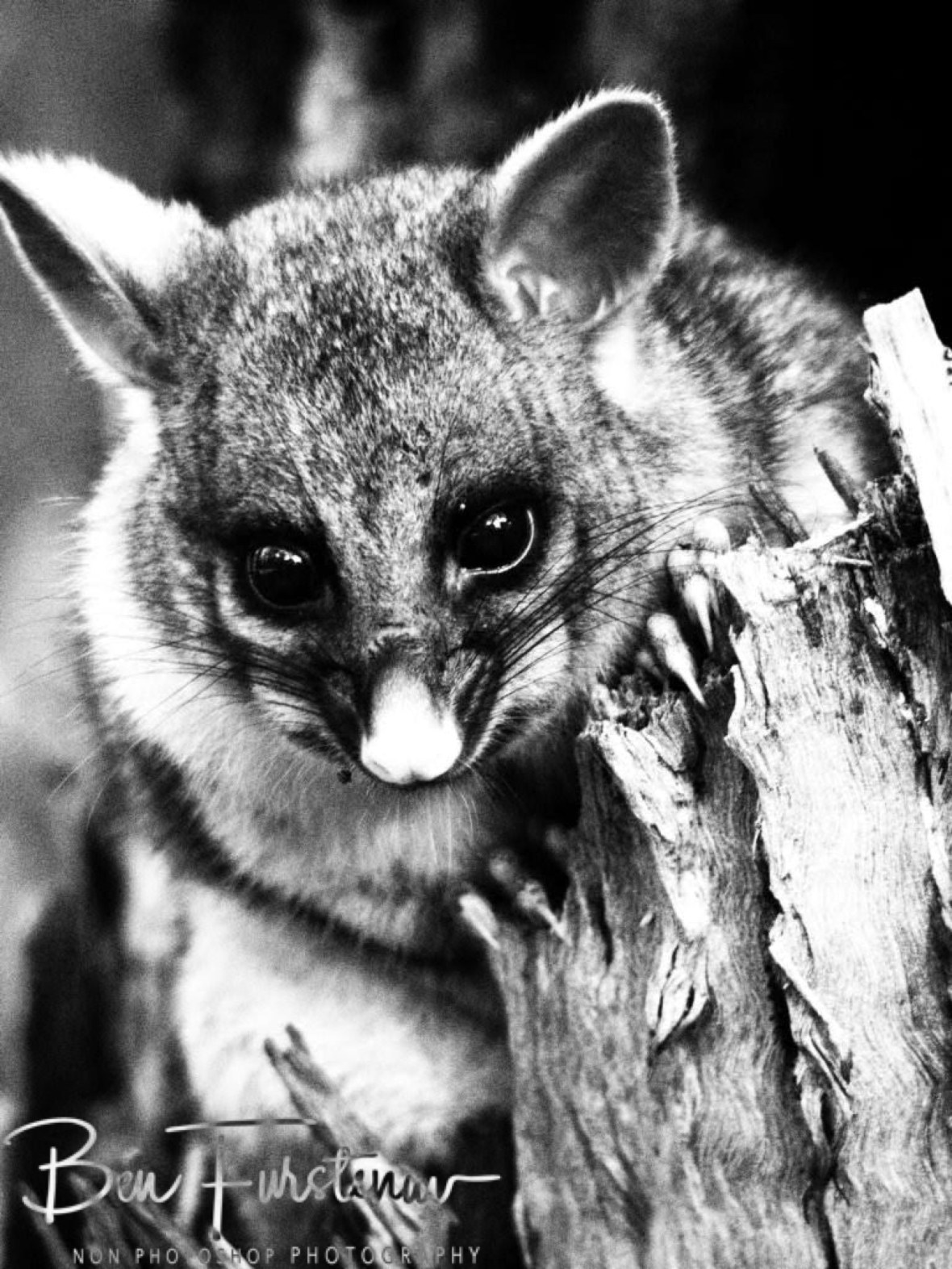 Cute in black and white, Atherton Tablelands, Far North Queensland, Australia 