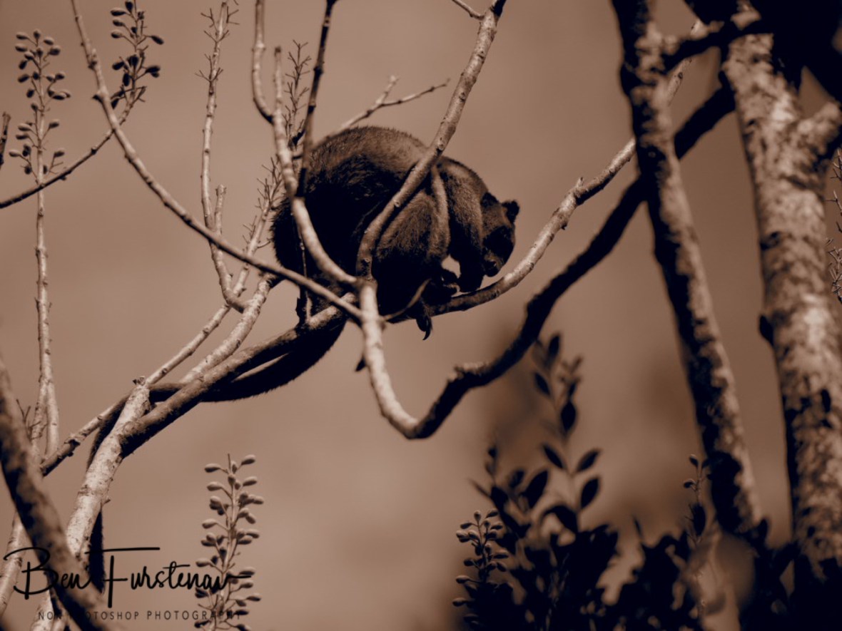 Curling up at Atherton Tablelands, Far North Queensland, Australia
