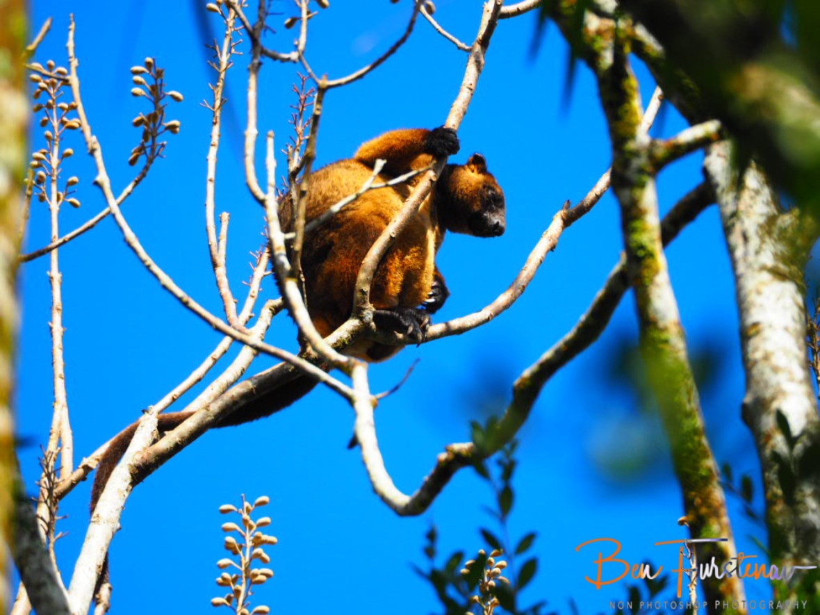 Chubby Tree Kangaroo at Atherton Tablelands, Far North Queensland, Australia 