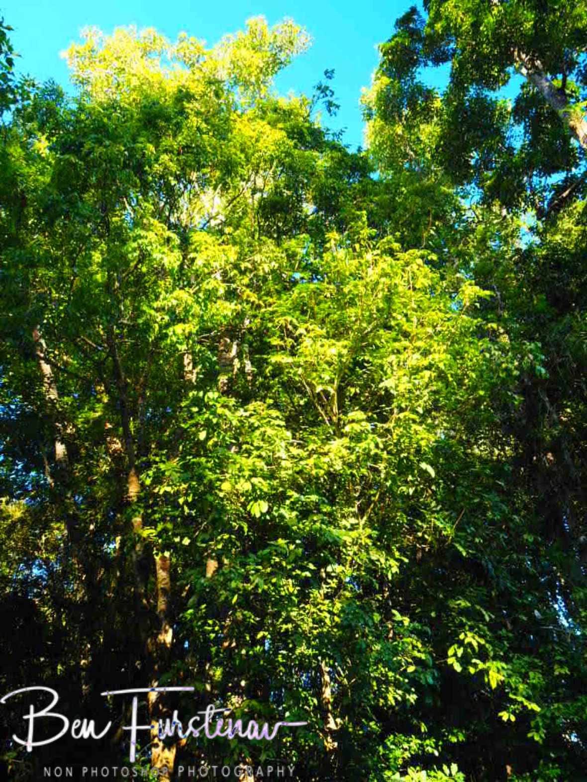 Less environmental impact, Atherton Tablelands, Far North Queensland, Australia