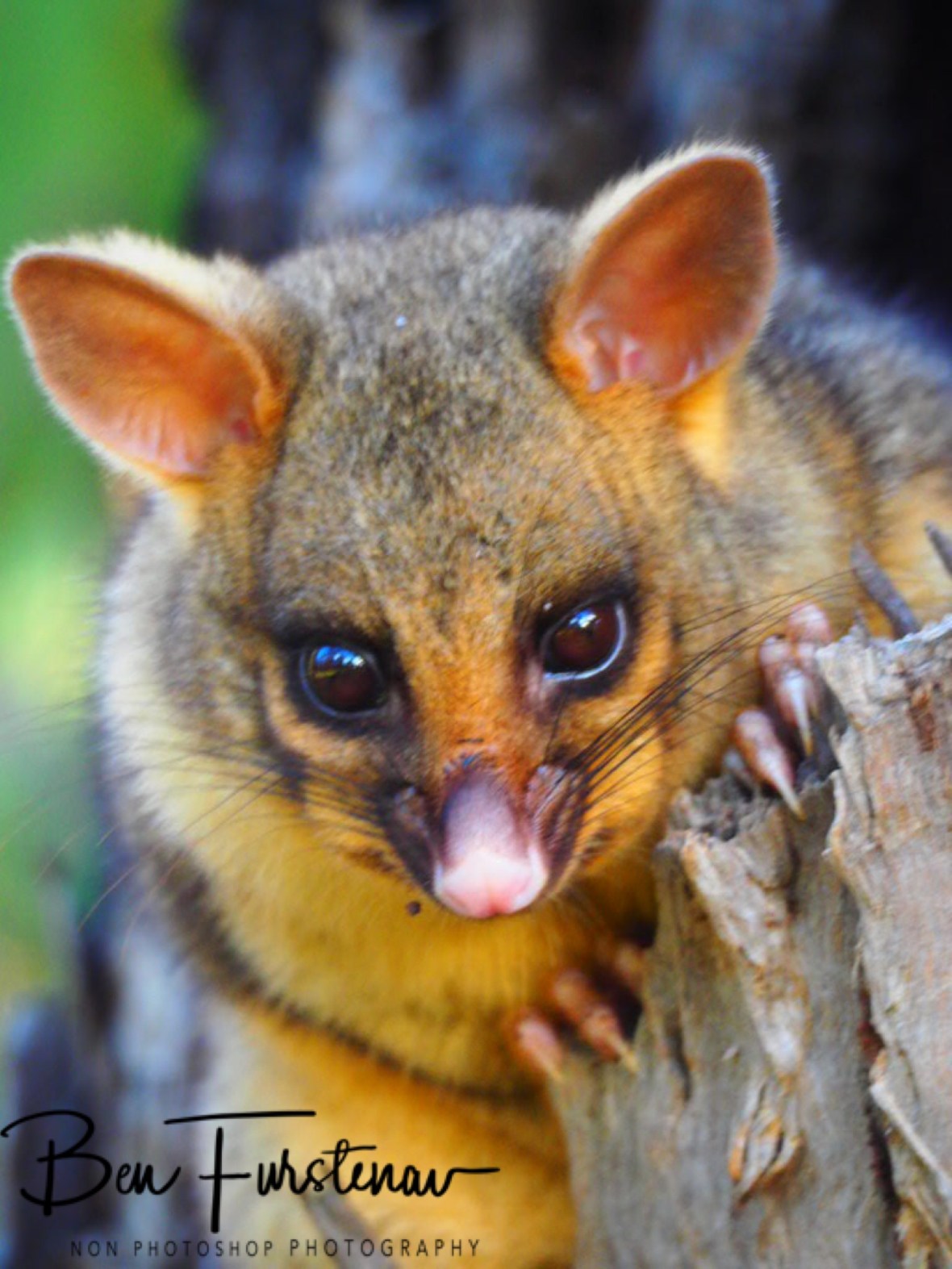 Moving closer at Atherton Tablelands, Far North Queensland, Australia 
