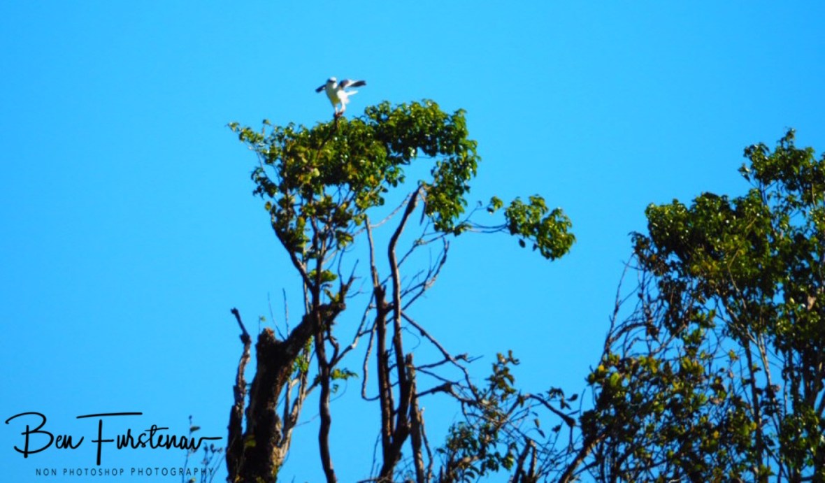 Partner throughout life at Atherton Tablelands, Far North Queensland, Australia 