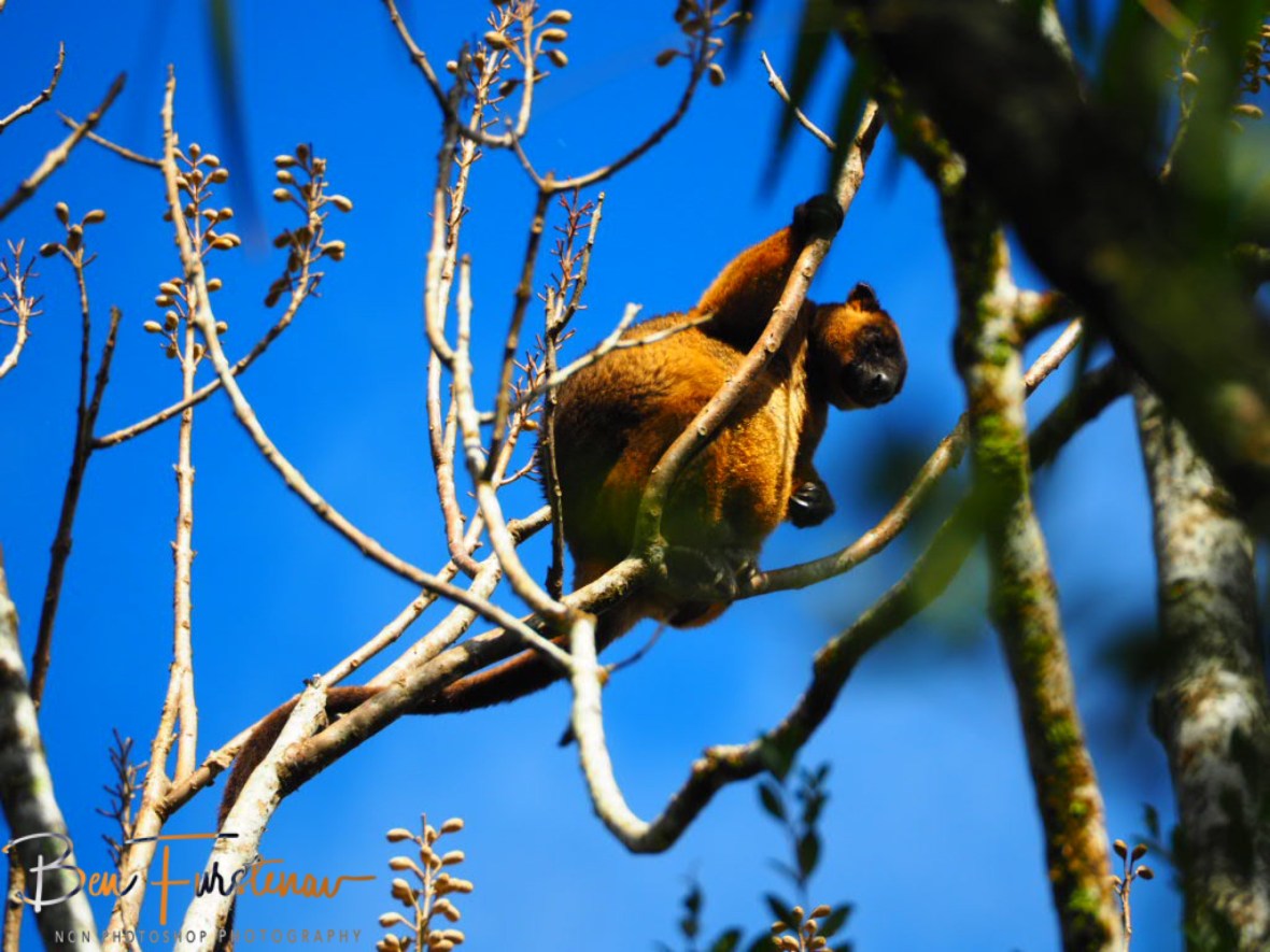 Long tail security at Atherton Tablelands, Far North Queensland, Australia 