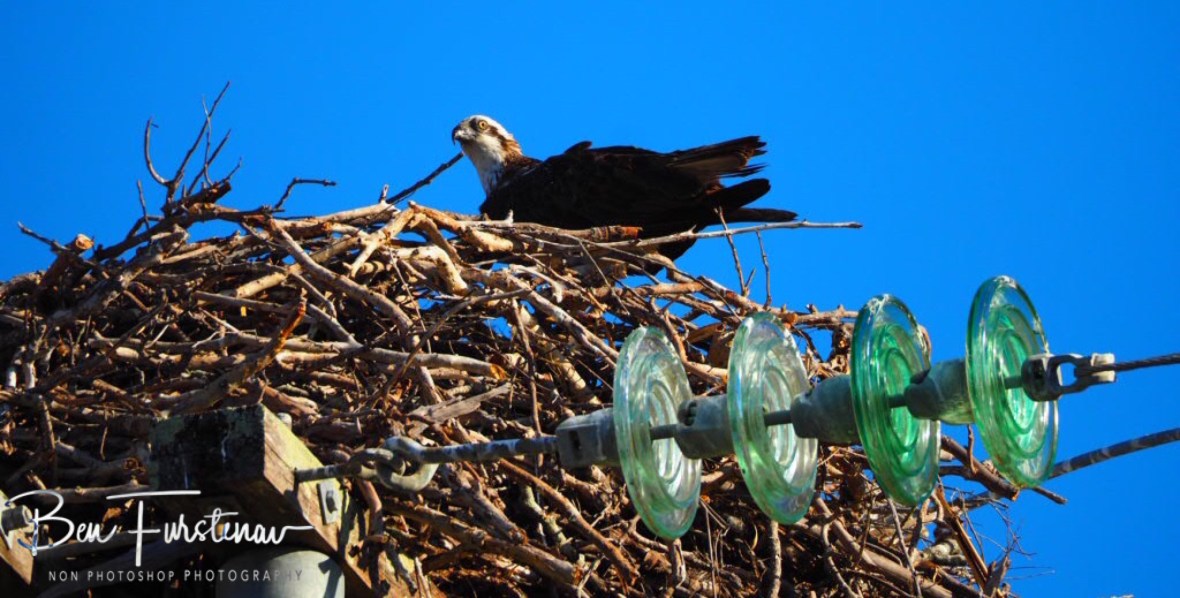 Osprey nest near Port Douglas, Far North Queensland, Australia 