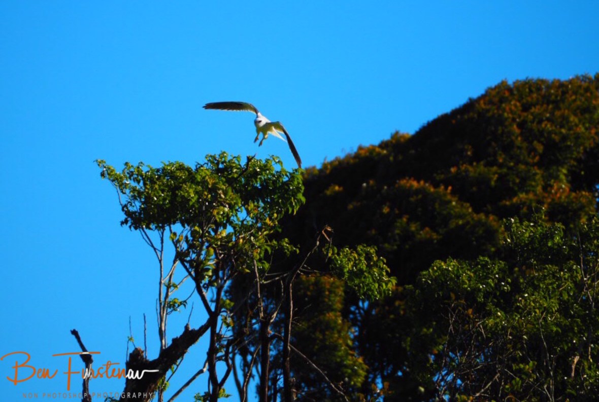 Here she comes, Atherton Tablelands, Far North Queensland 