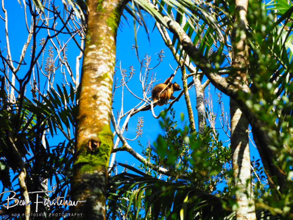 High above the tree line, Atherton Tablelands, Far North Queensland, Australia 