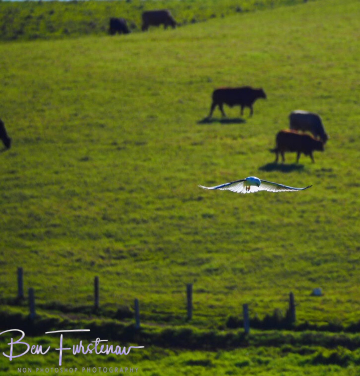 Focusing on the objectives, Atherton Tablelands, Far North Queensland, Australia 