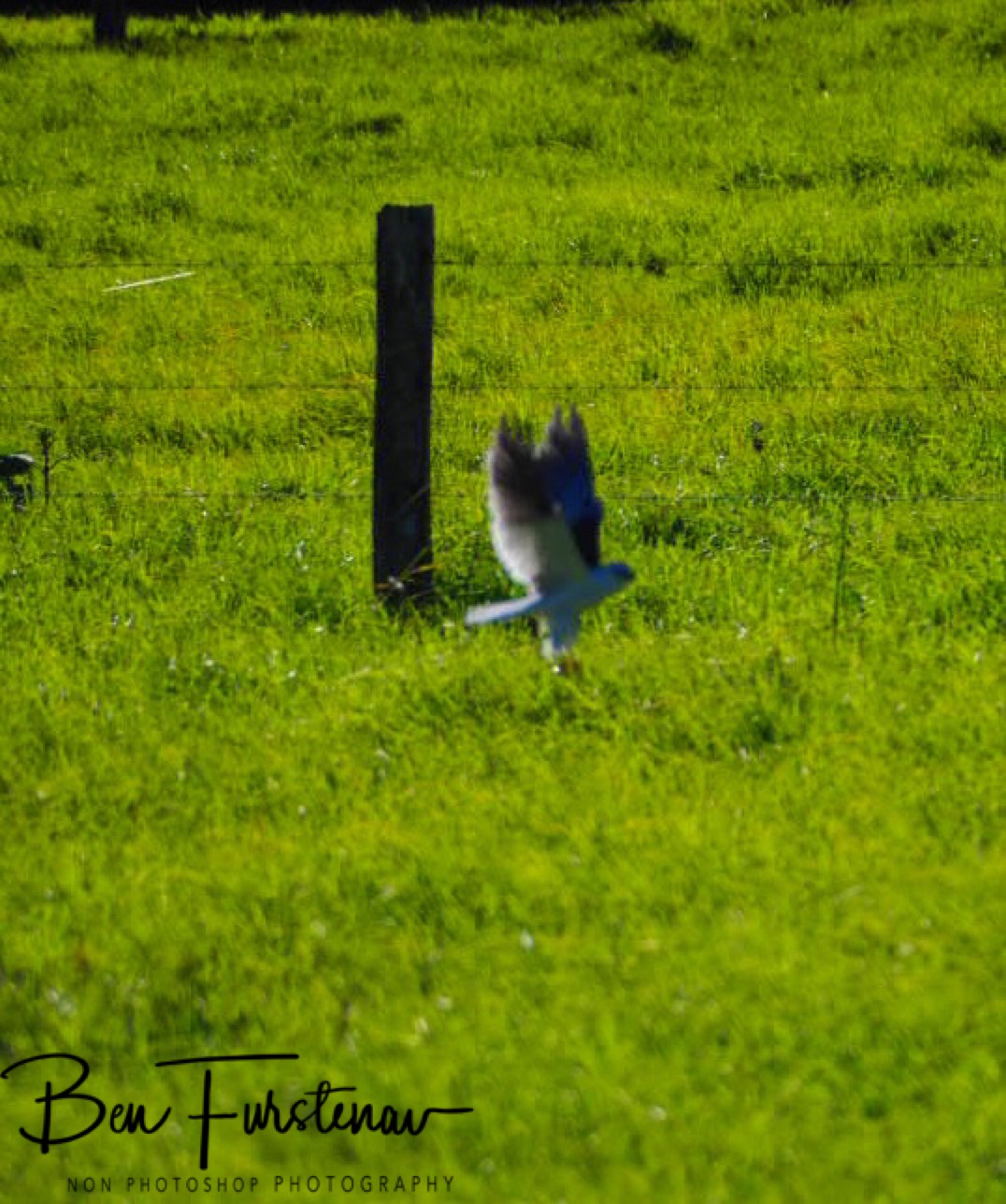 Dinner is served at Atherton Tablelands, Far North Queensland, Australia 