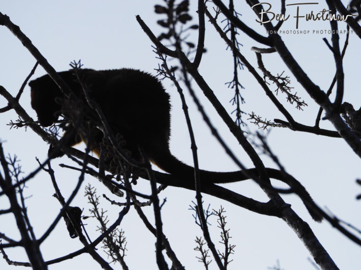 Bon Appetit, Atherton Tablelands, Far North Queensland, Australia 