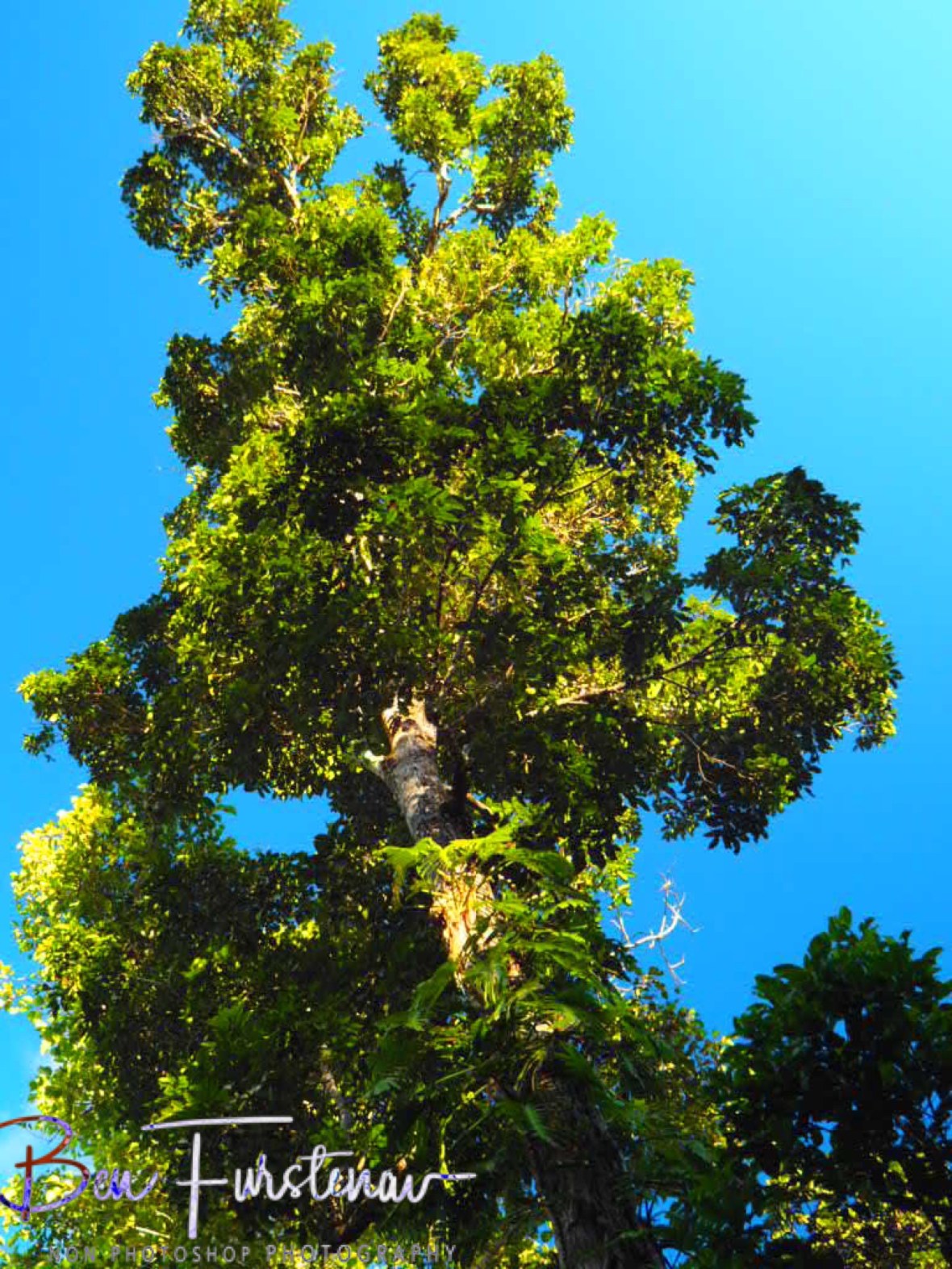 Green and blue at Atherton Tablelands, Far North Queensland, Australia