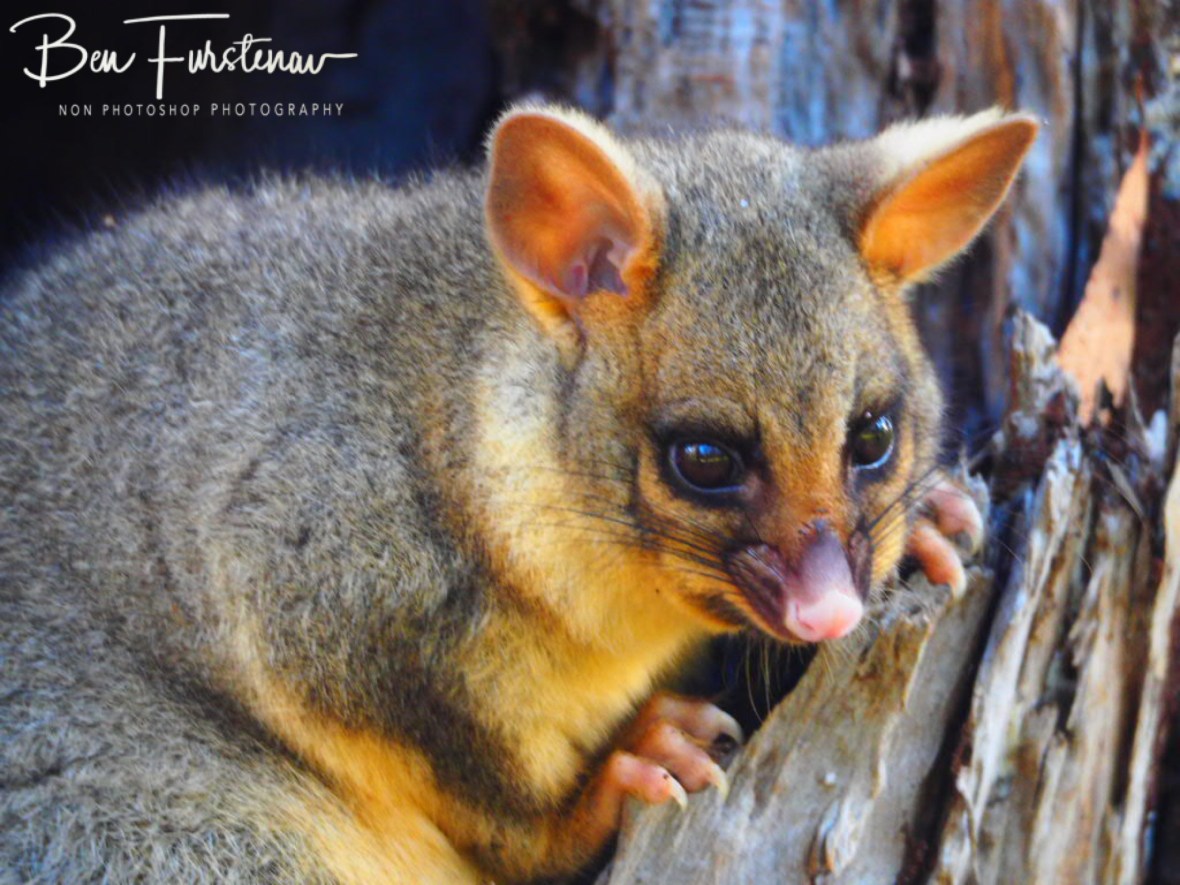 Hungry possum? Far North Queensland, Australia 