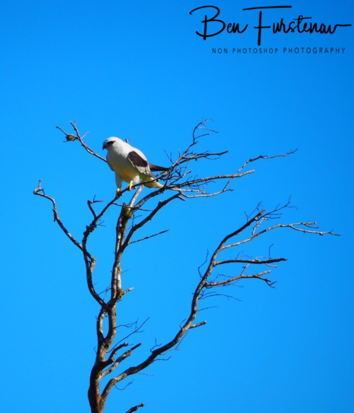 A satisfied kite for now, Atherton Tablelands, Far North Queensland, Australia 