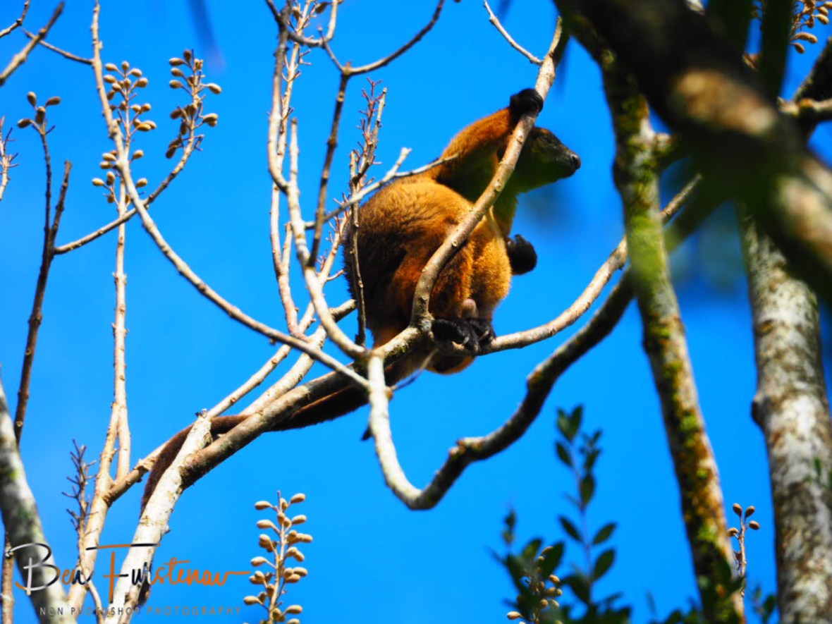Restless tree kangaroo at Atherton Tablelands, Far North Queensland, Australia 