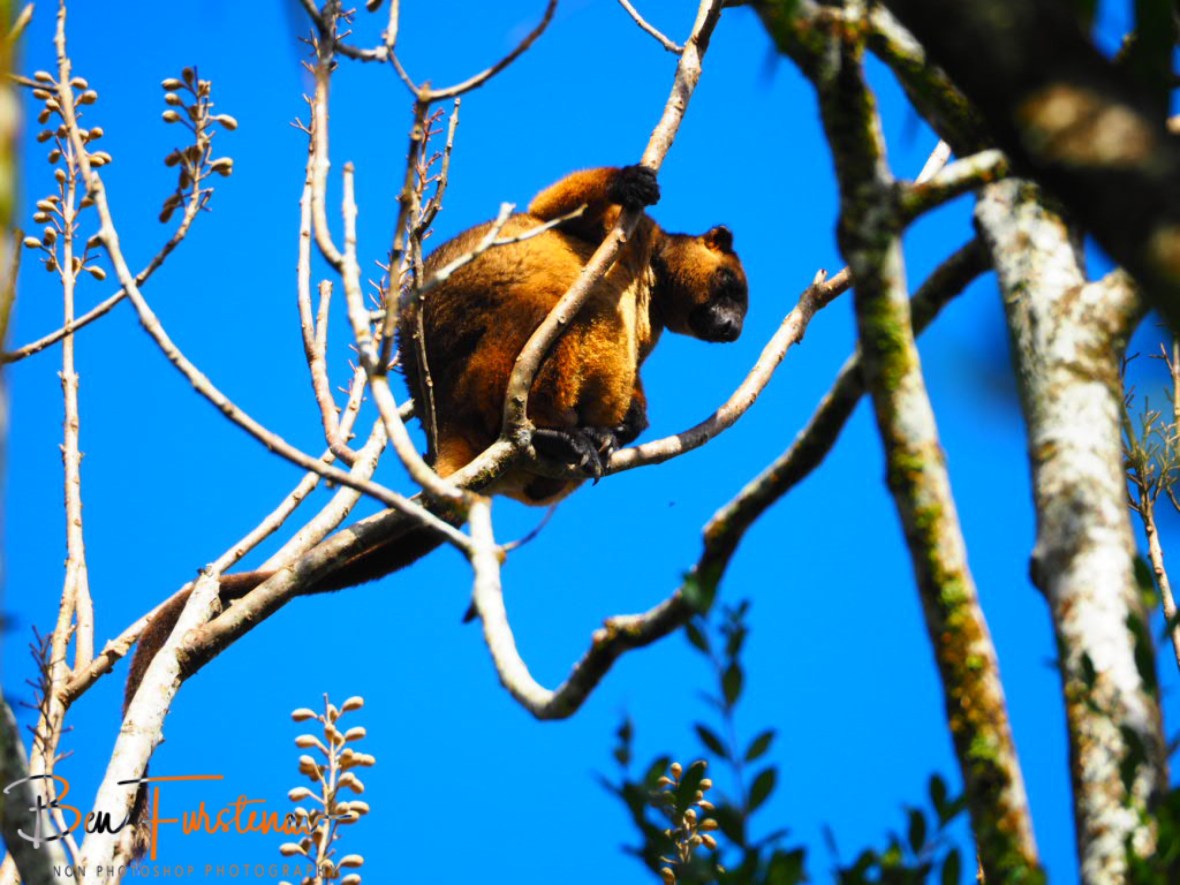 Solitary forest dweller, Atherton Tablelands, Far North Queensland, Australia 