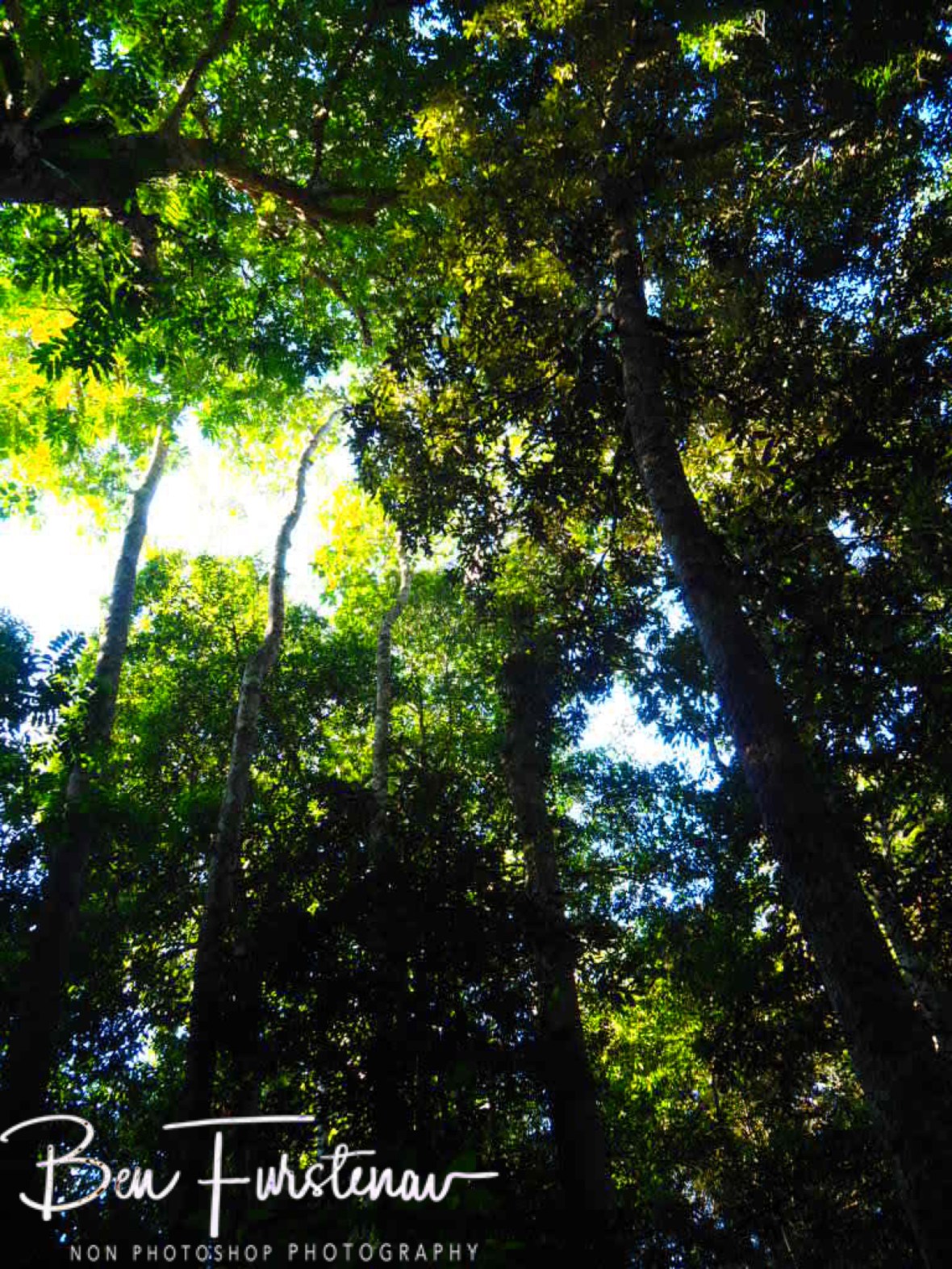 Great resting spot at Atherton Tablelands, Far North Queensland, Australia 