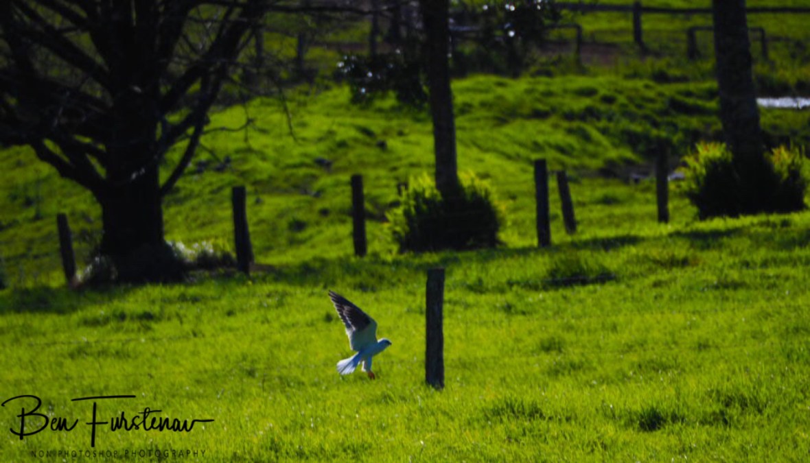Claws first free fall at Atherton Tablelands, Far North Queensland, Australia