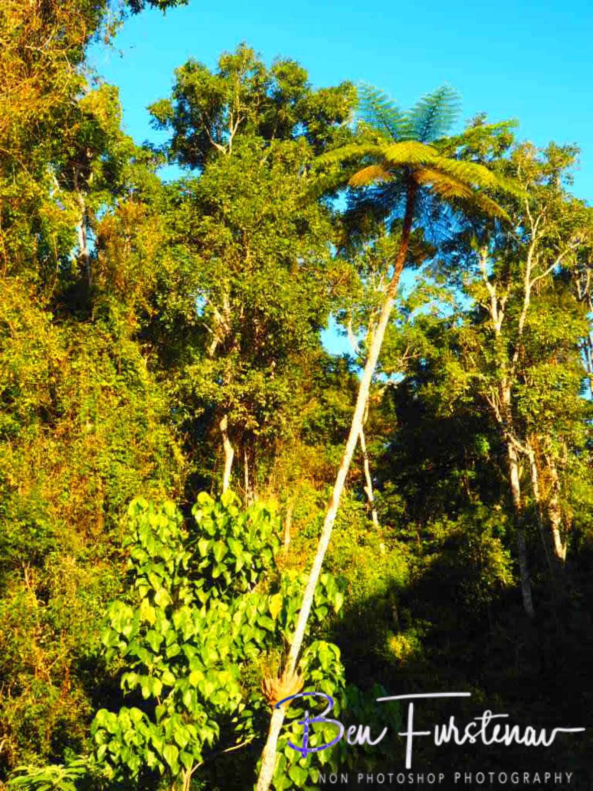 Fig tree wonderland at Atherton Tablelands, Far North Queensland, Australia