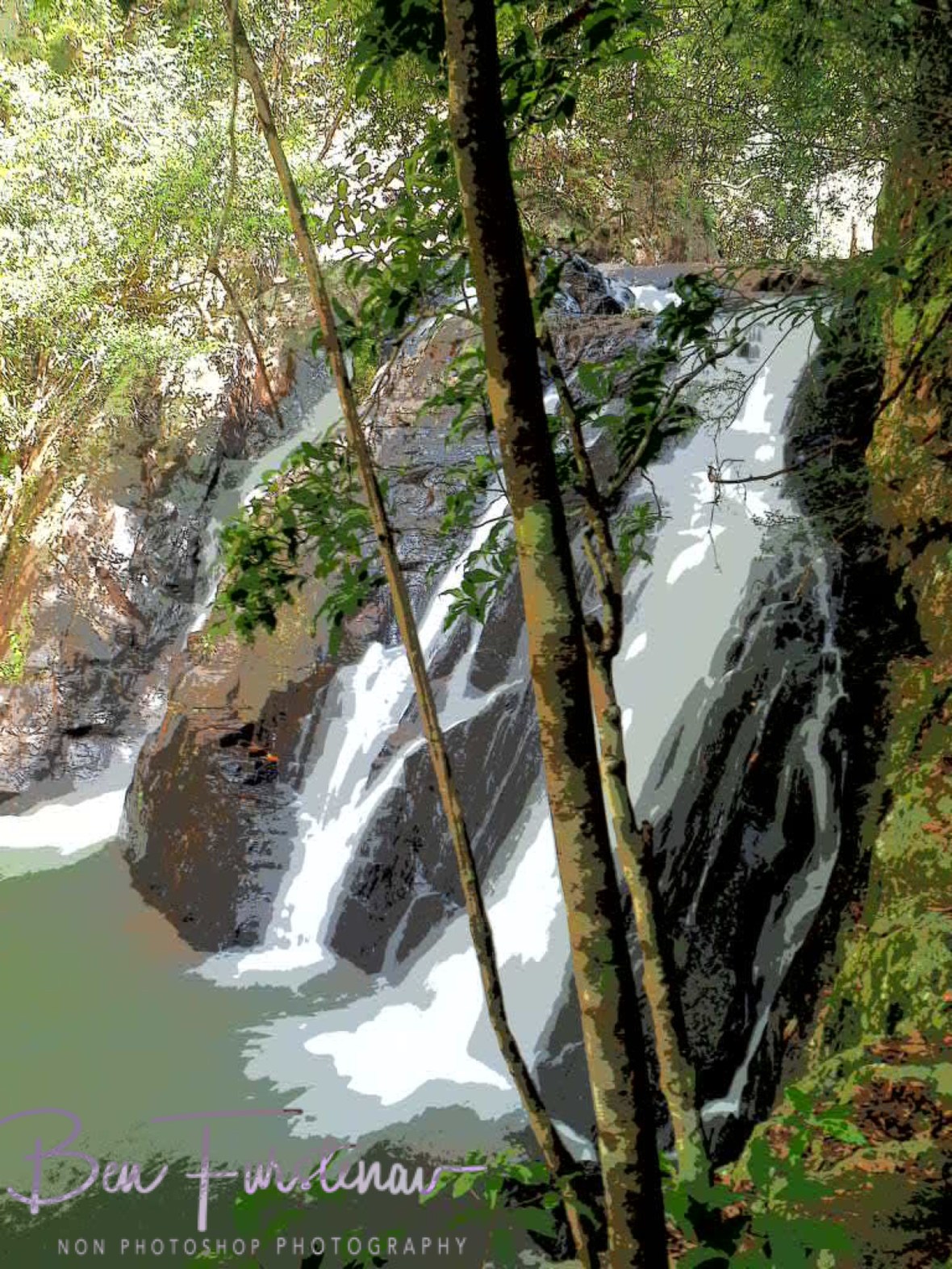 Mabi forest around Dinner Falls, Atherton Tablelands, Far North Queensland, Australia 