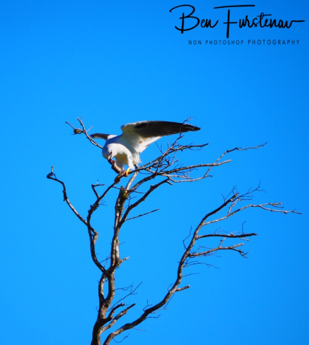Mouse size snack at Atherton Tablelands, Far North Queensland, Australia