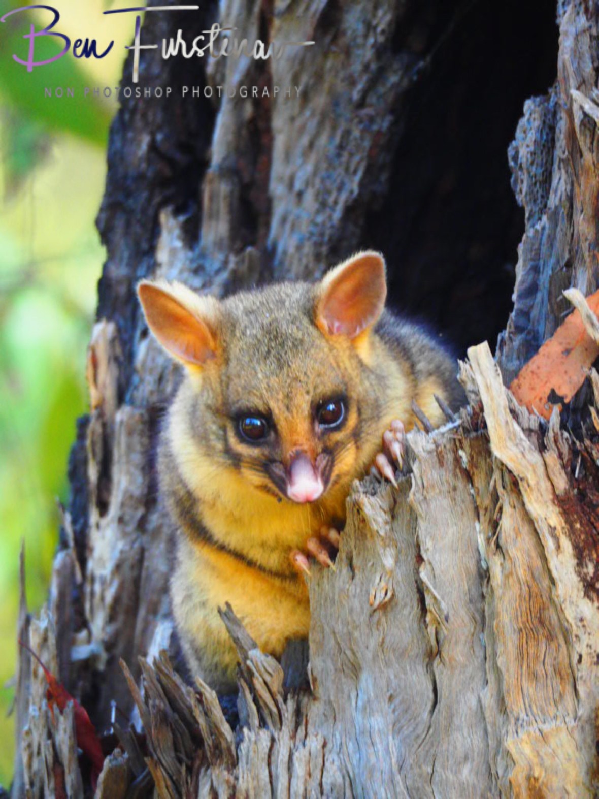 Colourful and well disguised, Atherton Tablelands, Far North Queensland, Australia