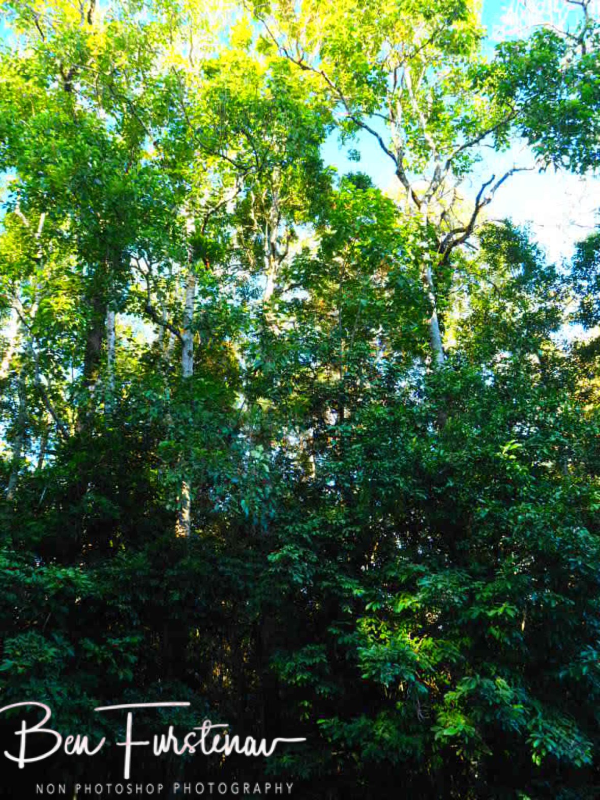 No way through Mabi forest st Atherton Tablelands, Far North Queensland, Australia 