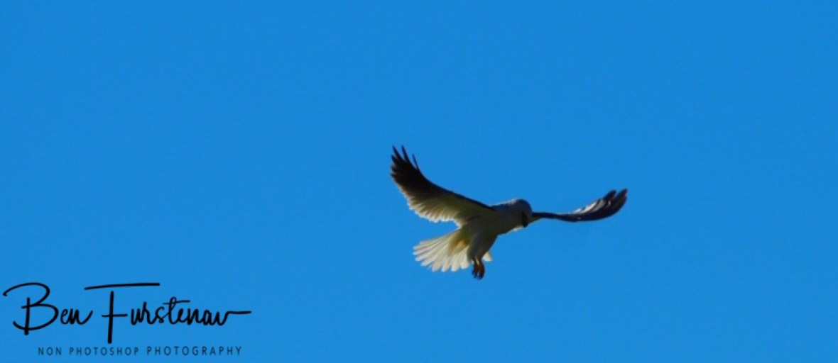 Shining star at Atherton Tablelands, Far North Queensland, Australia 