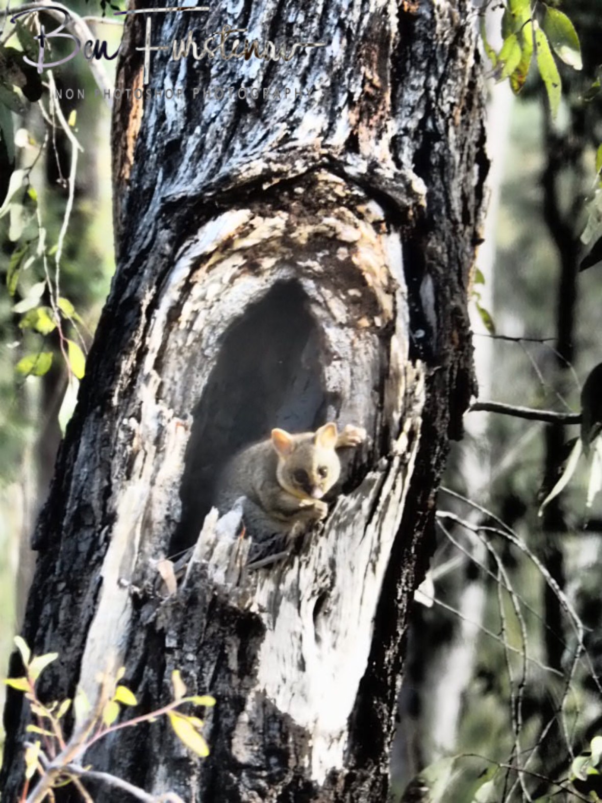 Keeping an eye on my movement at Atherton Tablelands, Far North Queensland, Australia 