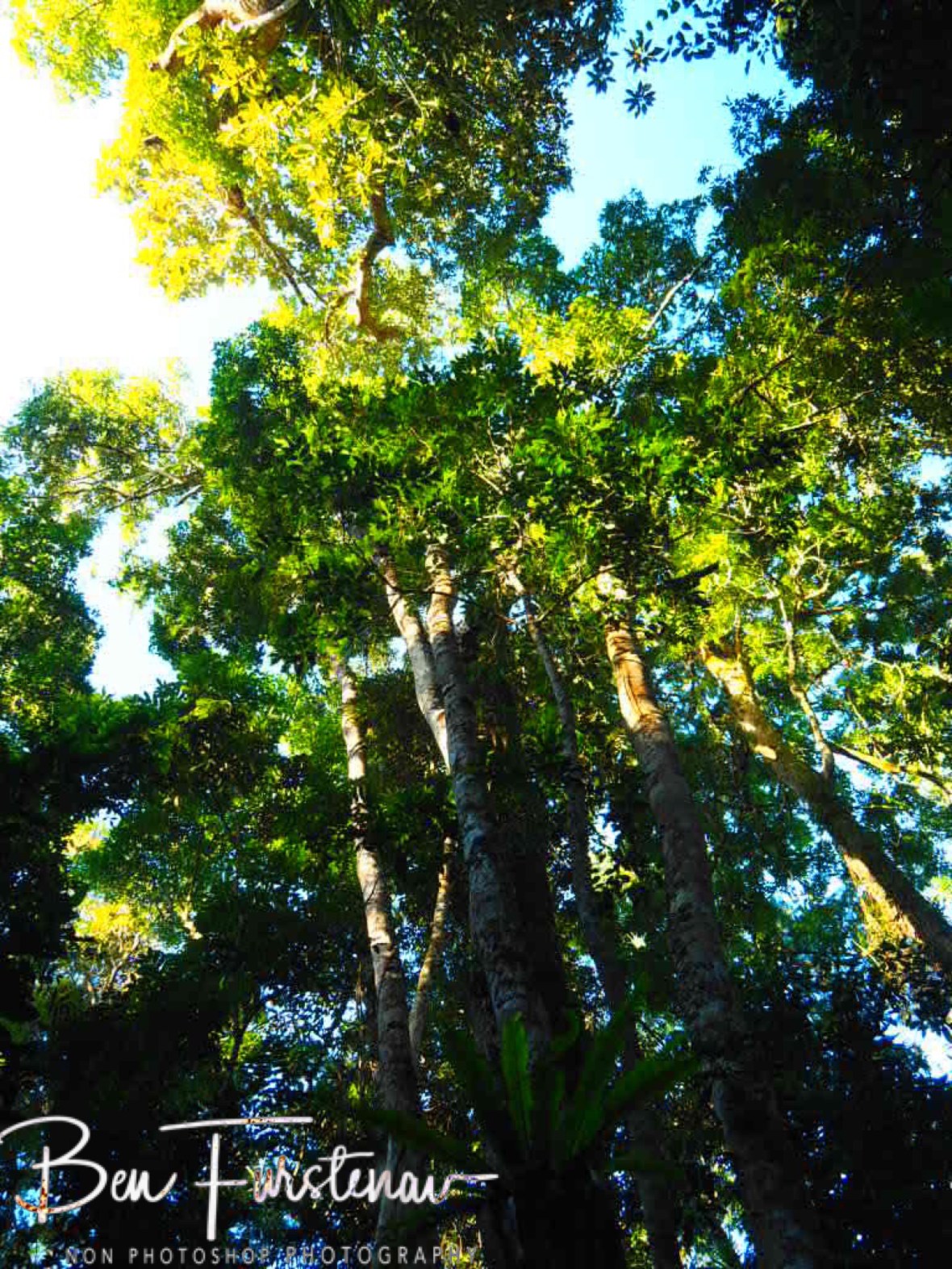 Surrounding trees at curtain fig tree at Atherton Tablelands, Far North Queensland, Australia 