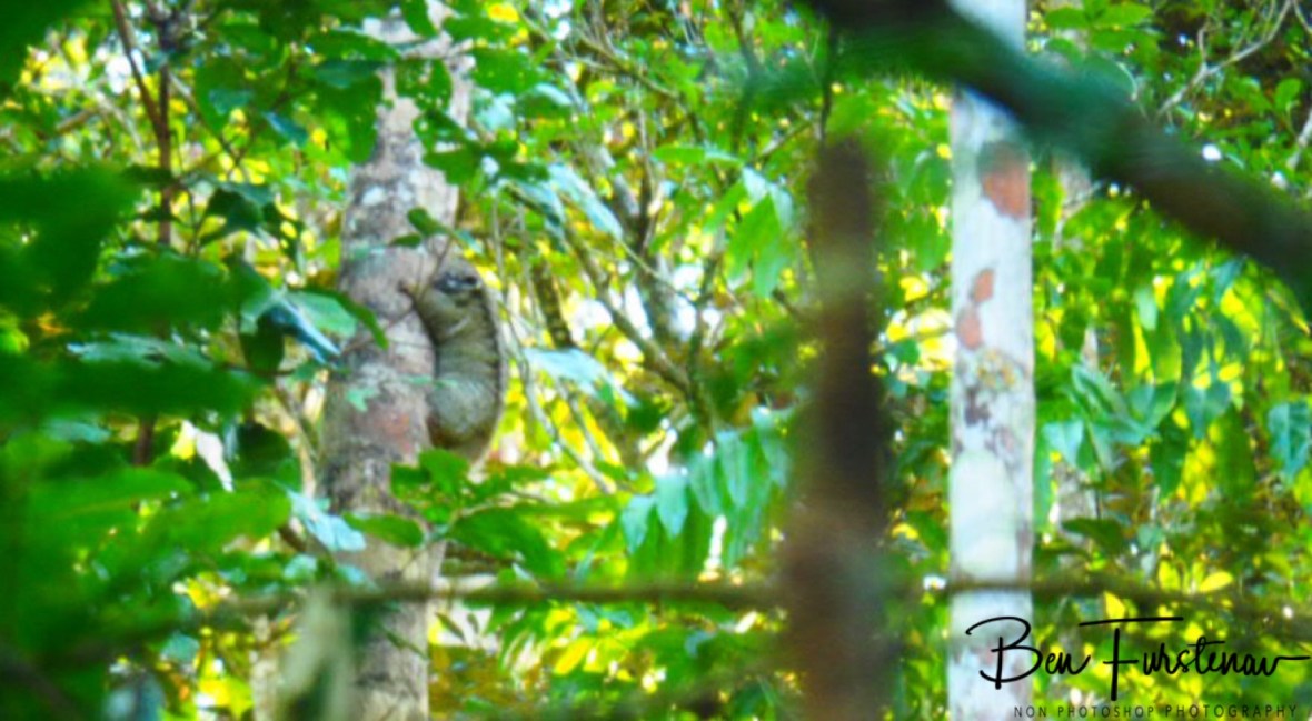 Mysterious tree hugger at Atherton Tablelands, Far North Queensland, Australia 