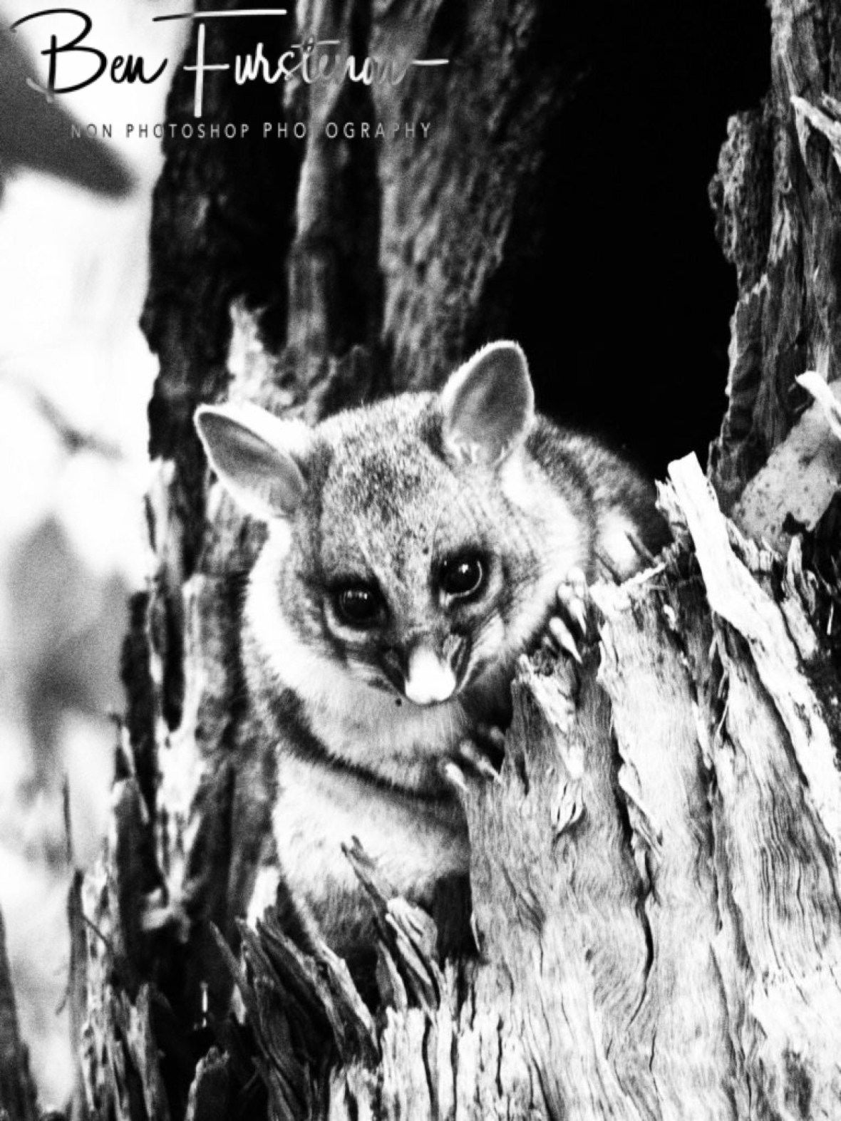 Curious and cute, Atherton Tablelands, Far North Queensland, Australia 