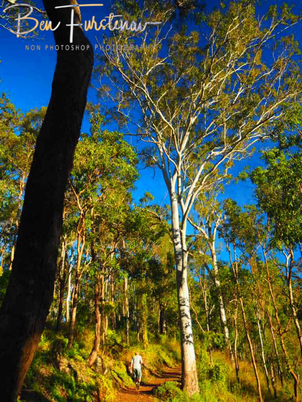 Strolling through green, brown and blue at Atherton Tablelands, Far North Queensland, Australia 