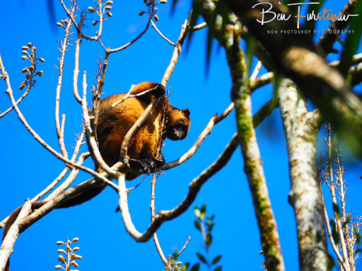 Don’t worry, be happy, Atherton Tablelands, Far North Queensland, Australia 