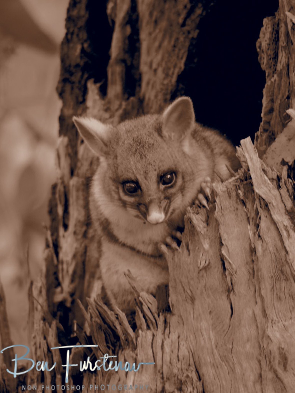 I wonder what he is thinking, Atherton Tablelands, Far North Queensland, Australia 