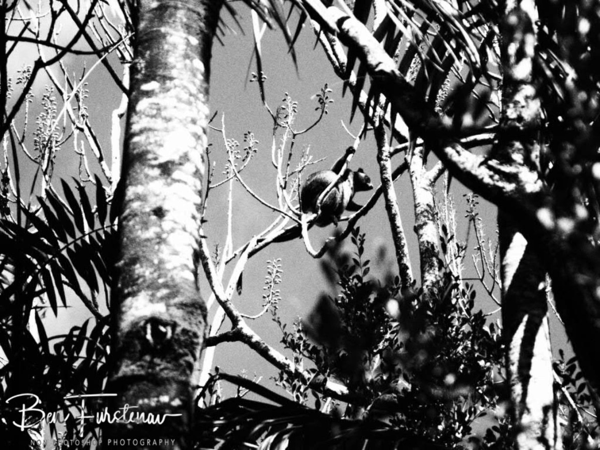 Natural environment for tree kangaroos at Atherton Tablelands, Far North Queensland, Australia 