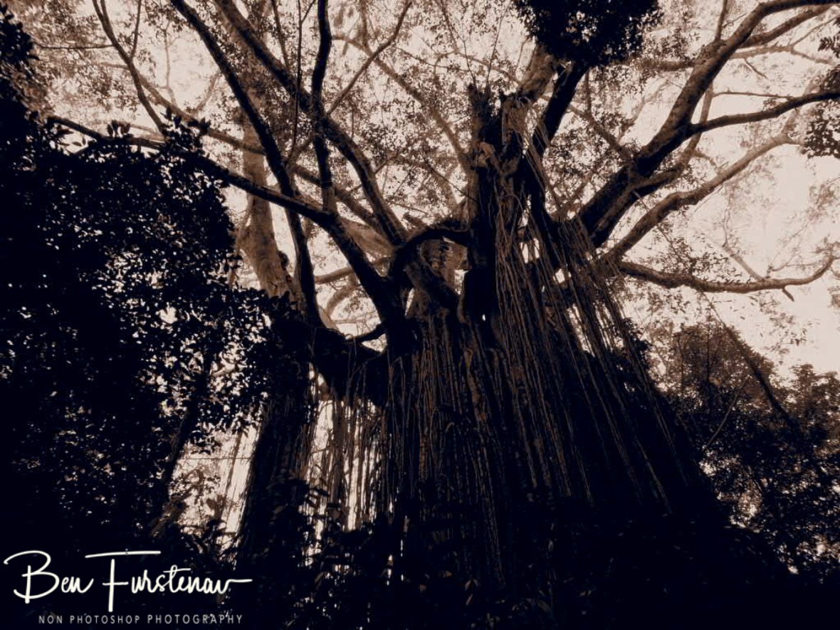Strangler Fig Tree at Atherton Tablelands, Far North Queensland, Australia 