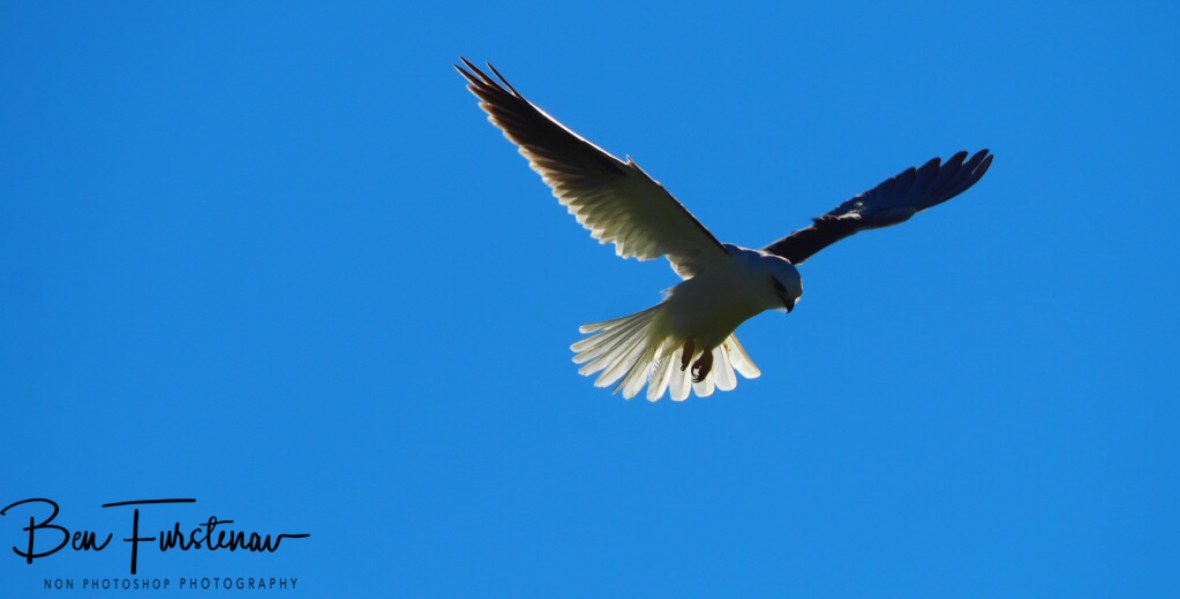 Scanning for movement at Atherton Tablelands, Far North Queensland, Australia 