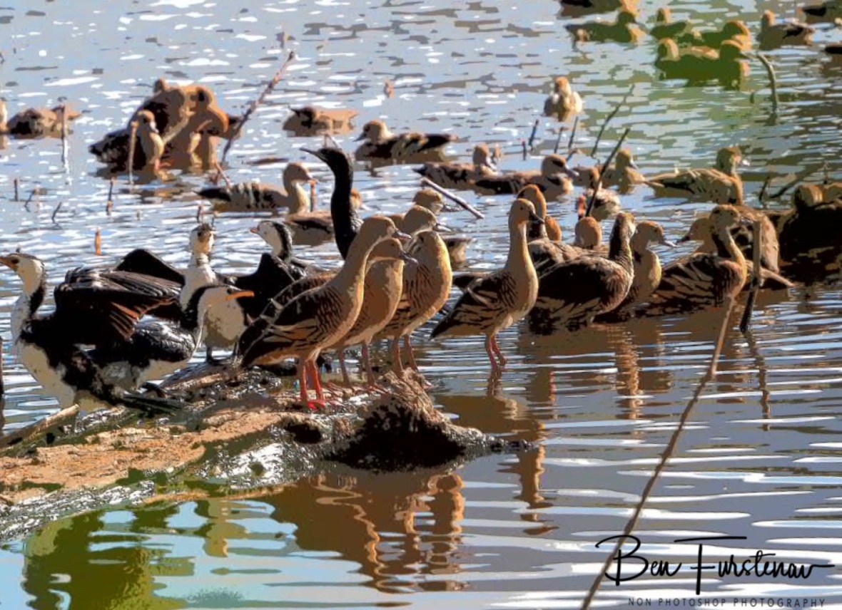 Cormorants move in at Hasties Swamp, Atherton Tablelands, Far North Queensland, Australia