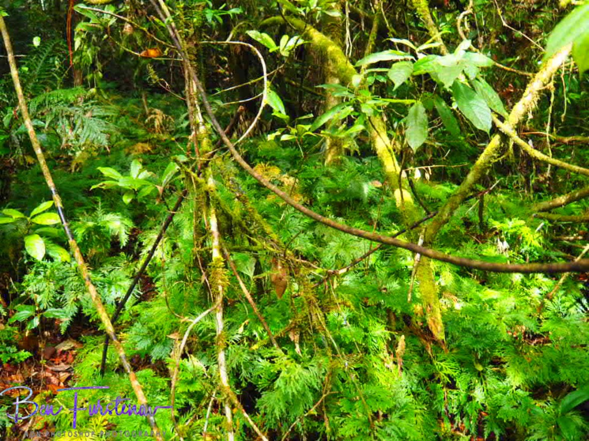The green army extends at Atherton Tablelands, Far North Queensland, Australia 