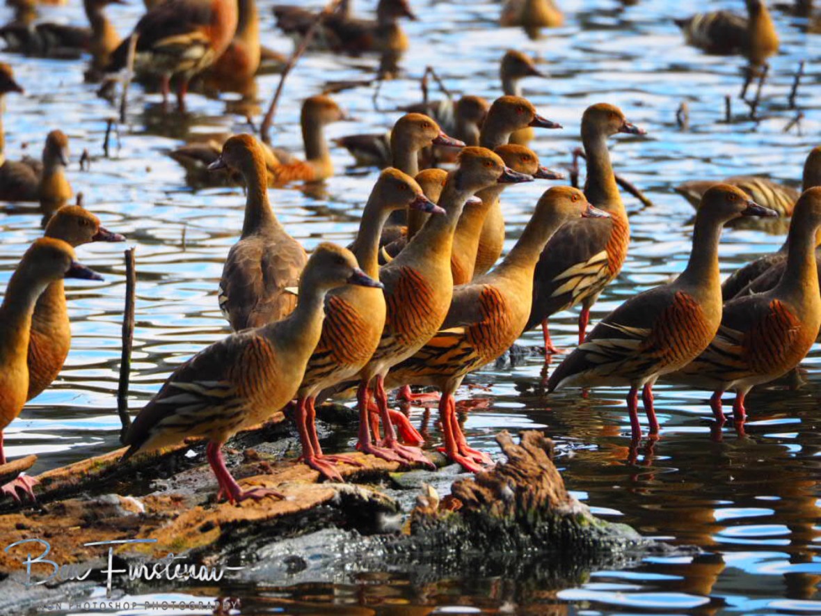 No sign of danger just yet at Hasties Swamp, Atherton Tablelands, Far North Queensland, Australia