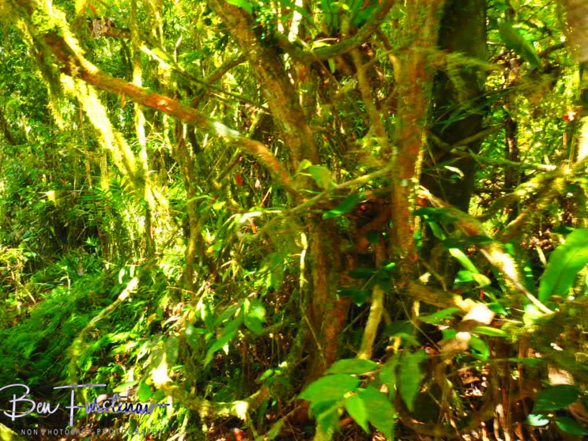 the green army at Atherton Tablelands, Far North Queensland, Australia 