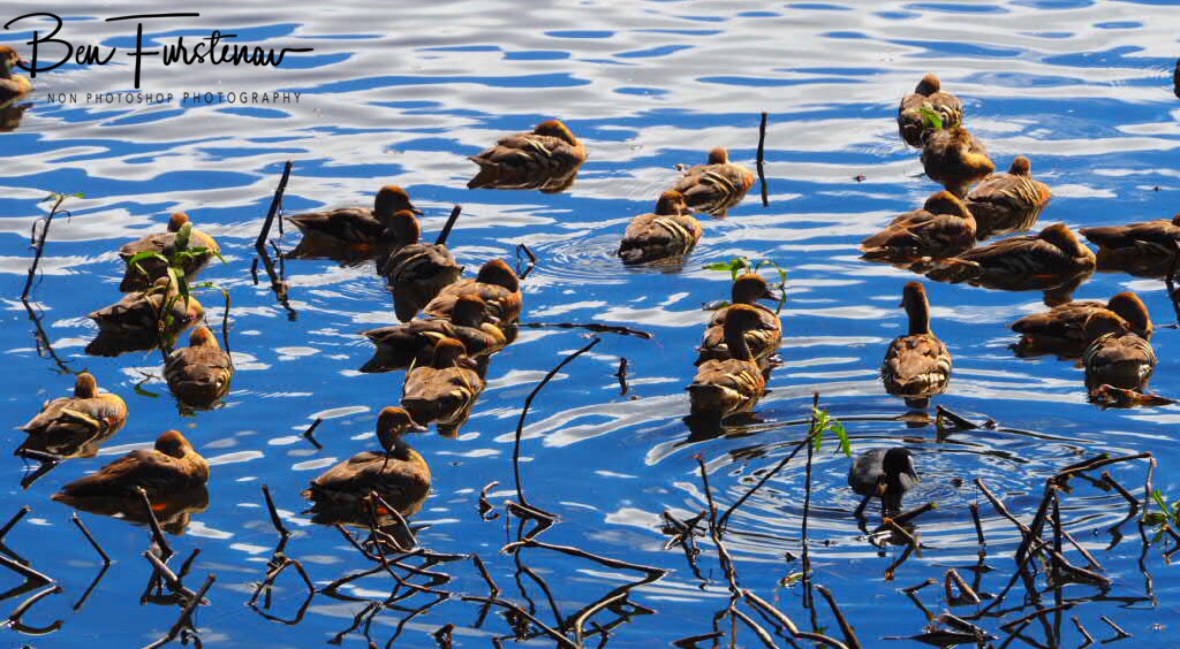 Collective calmness at Atherton Tablelands, Far North Queensland, Australia