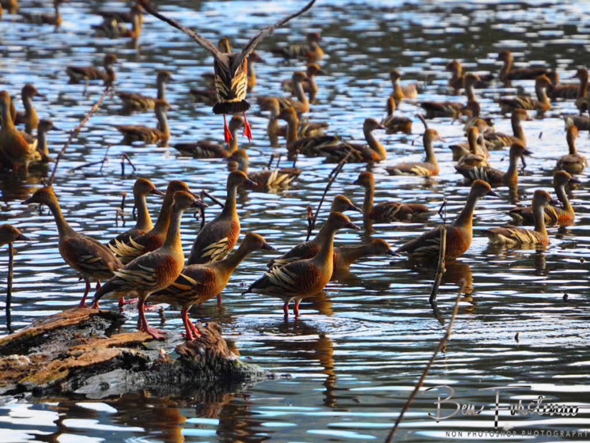 Scrambling ducks at Hasties Swamp, Atherton Tablelands, Far North Queensland, Australia