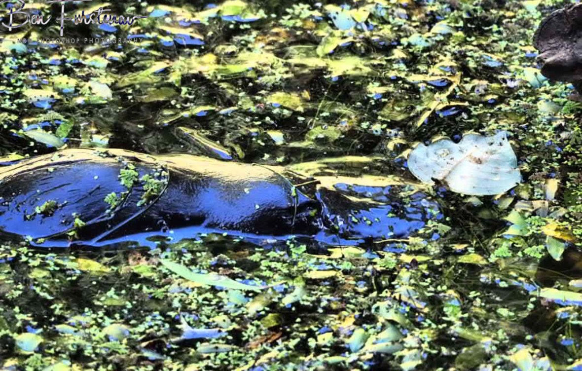 Ambush camouflage at Paterson Creek, Yungaburra, Atherton Tablelands, Far North Queensland, Australia